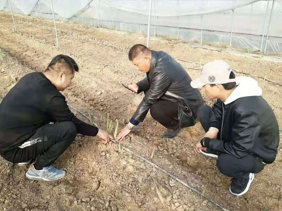 來自河南、山東、新疆的客人在種植園考察