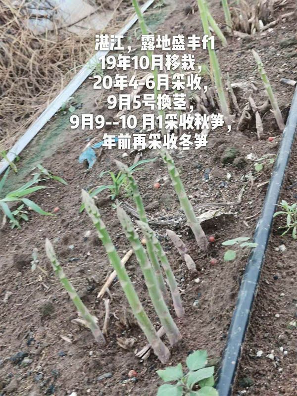 去年10月種植，現(xiàn)在開始第二次采收
