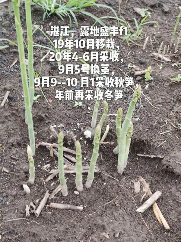 去年10月種植，現(xiàn)在開始第二次采收